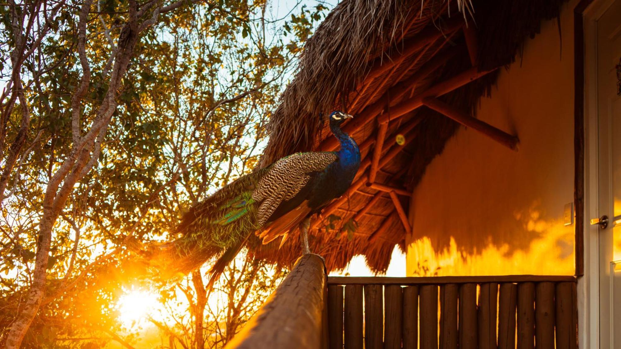 Palm Valley Cabins Mazatlan Exterior photo
